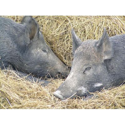 Northern Unique Catering - Local Grower