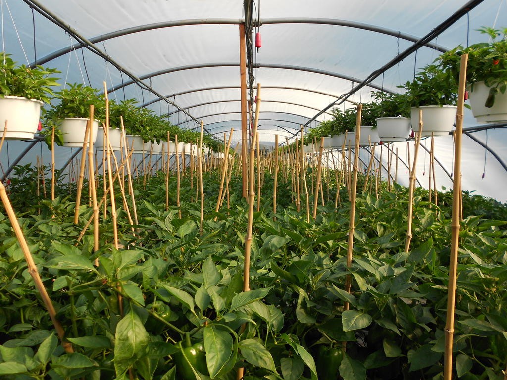 Paulusma's Greenhouses