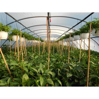 Paulusma's Greenhouses - Local Grower