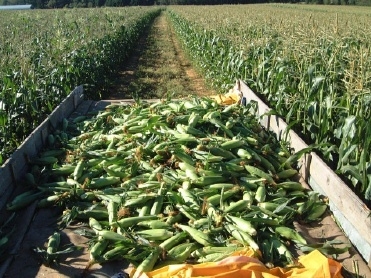 <p>We pick corn almost every morning once the season gets going in August, so it&#8217;s always as fresh and sweet as possible!</p>