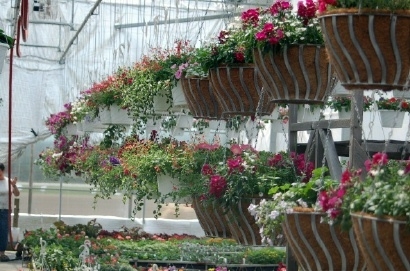 <p>Our first big crop in the spring is plants!  We open our greenhouse in May for bedding out plants, veggie transplants, and beautiful baskets, etc.  The Market Store at the Farm opens then, too, filled with Ontario and local goods.</p>