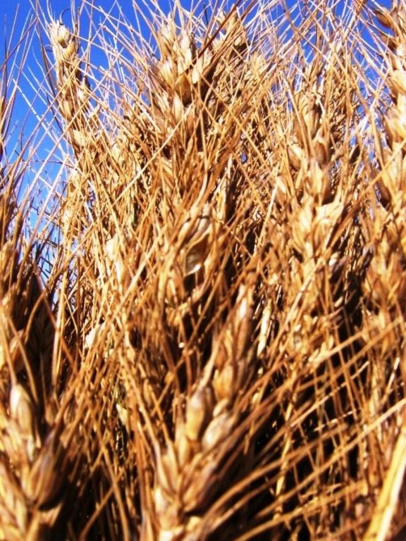 <p>We pride ourselves in growing all of our own grain.</p>