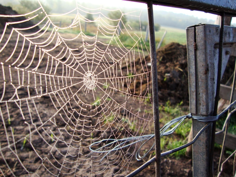 <p>Morning dew in a spider web</p>