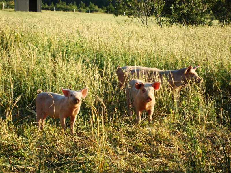 <p>Pigs grazing in the field</p>