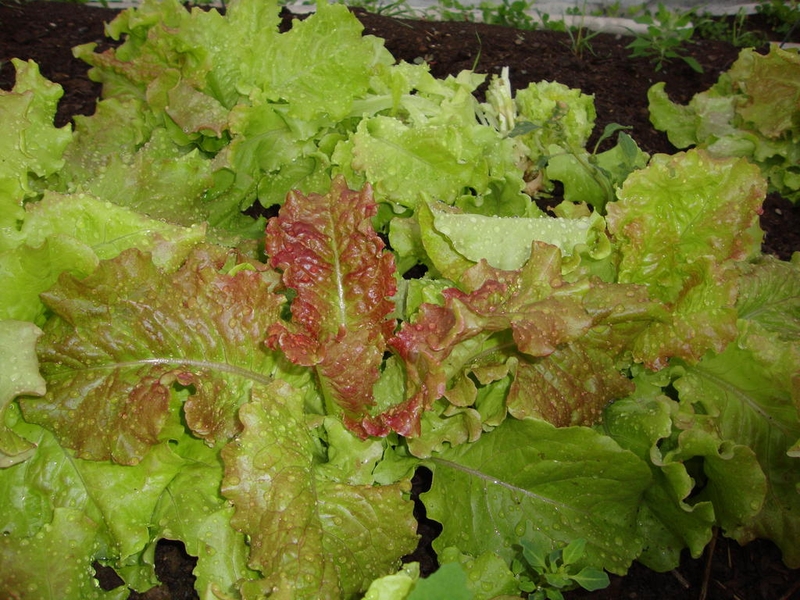 <p>Lovely lettuce in the garden</p>