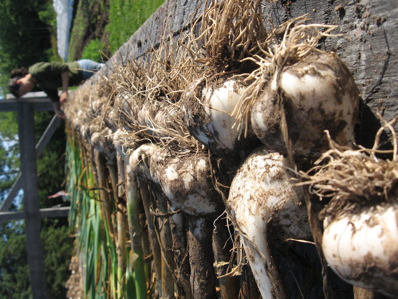 <p>Tying the garlic before drying it for 2 weeks. Then we clean it and bring it to market.</p>